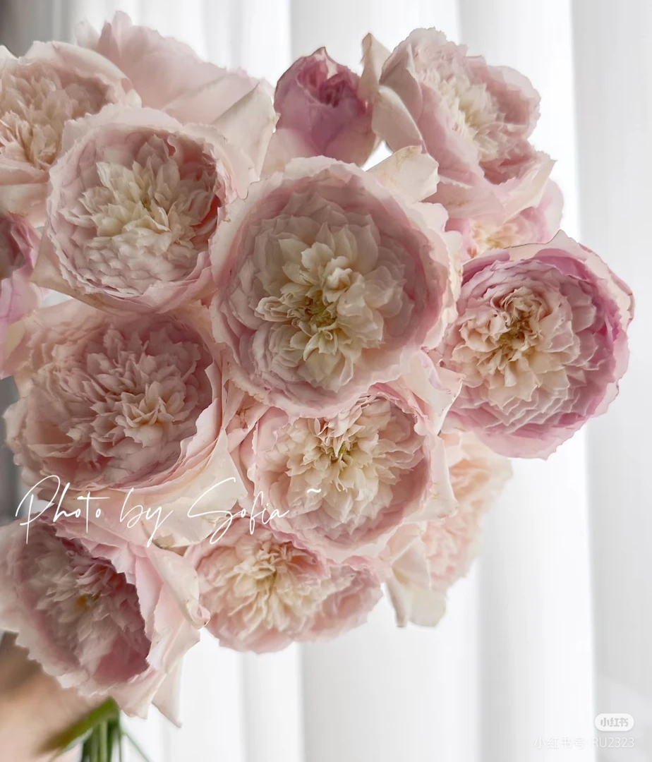 德瑞尔日和玫瑰10支 两单包邮一单或低温不拍保温冻坏不售后