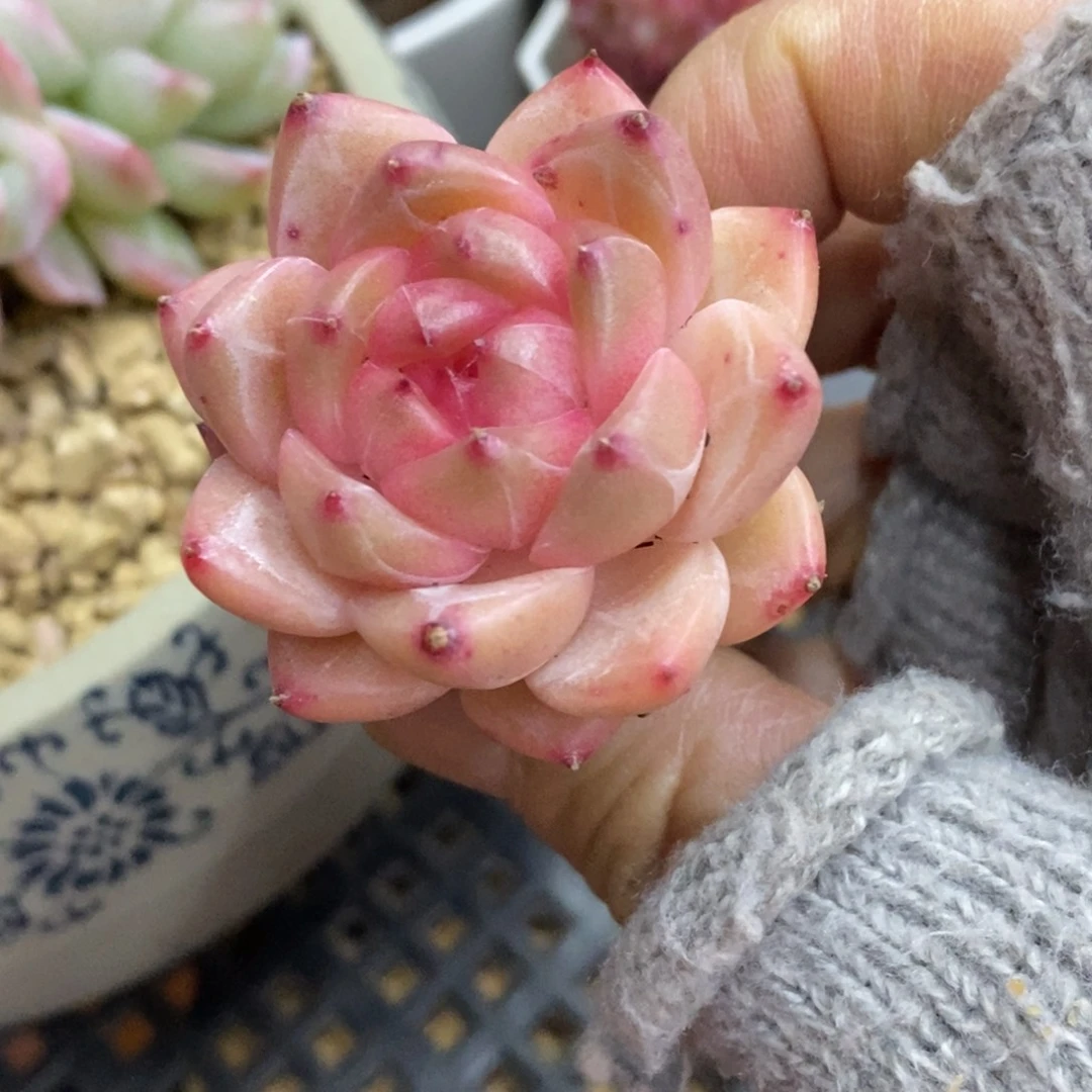 精品多肉一物一拍不包整462