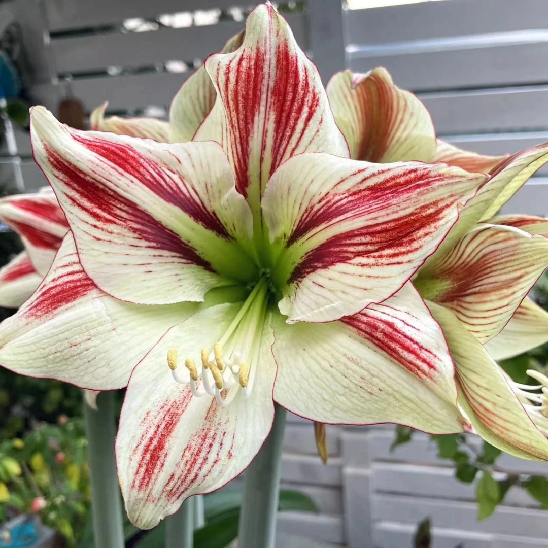 (氛围）  单瓣 荷兰进口朱顶红品种 多年生种球 实际偏小 1颗包邮