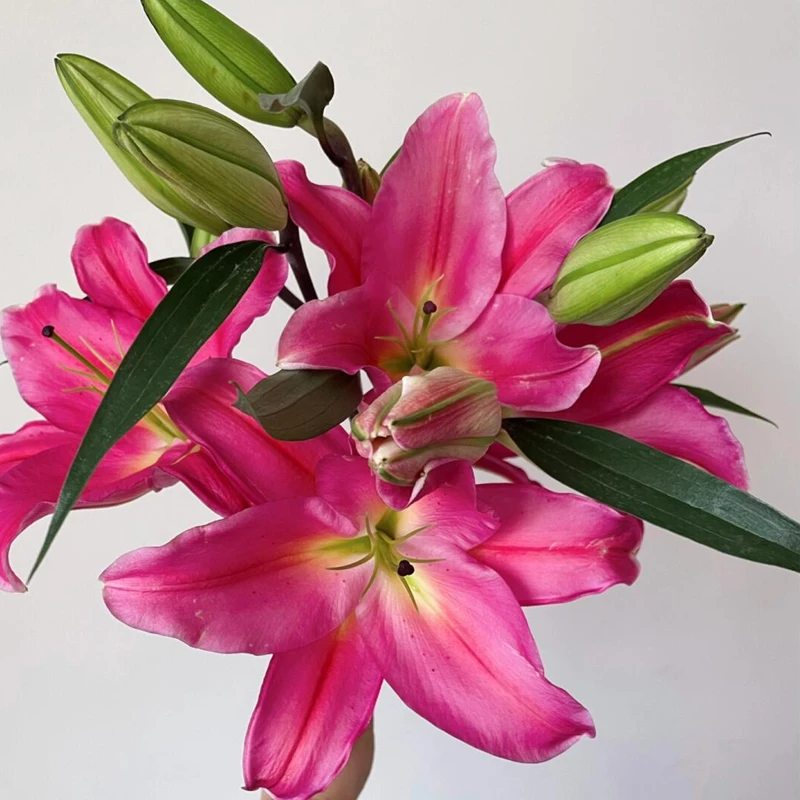 特红香水百合花鲜花花束云南基地直发家用水养插花