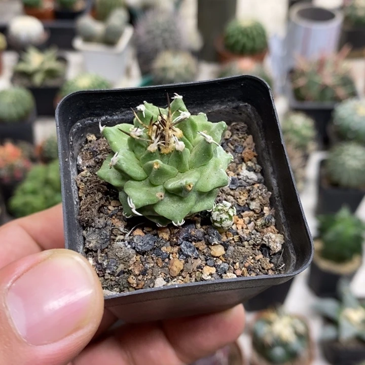 实生赤花娇丽特价