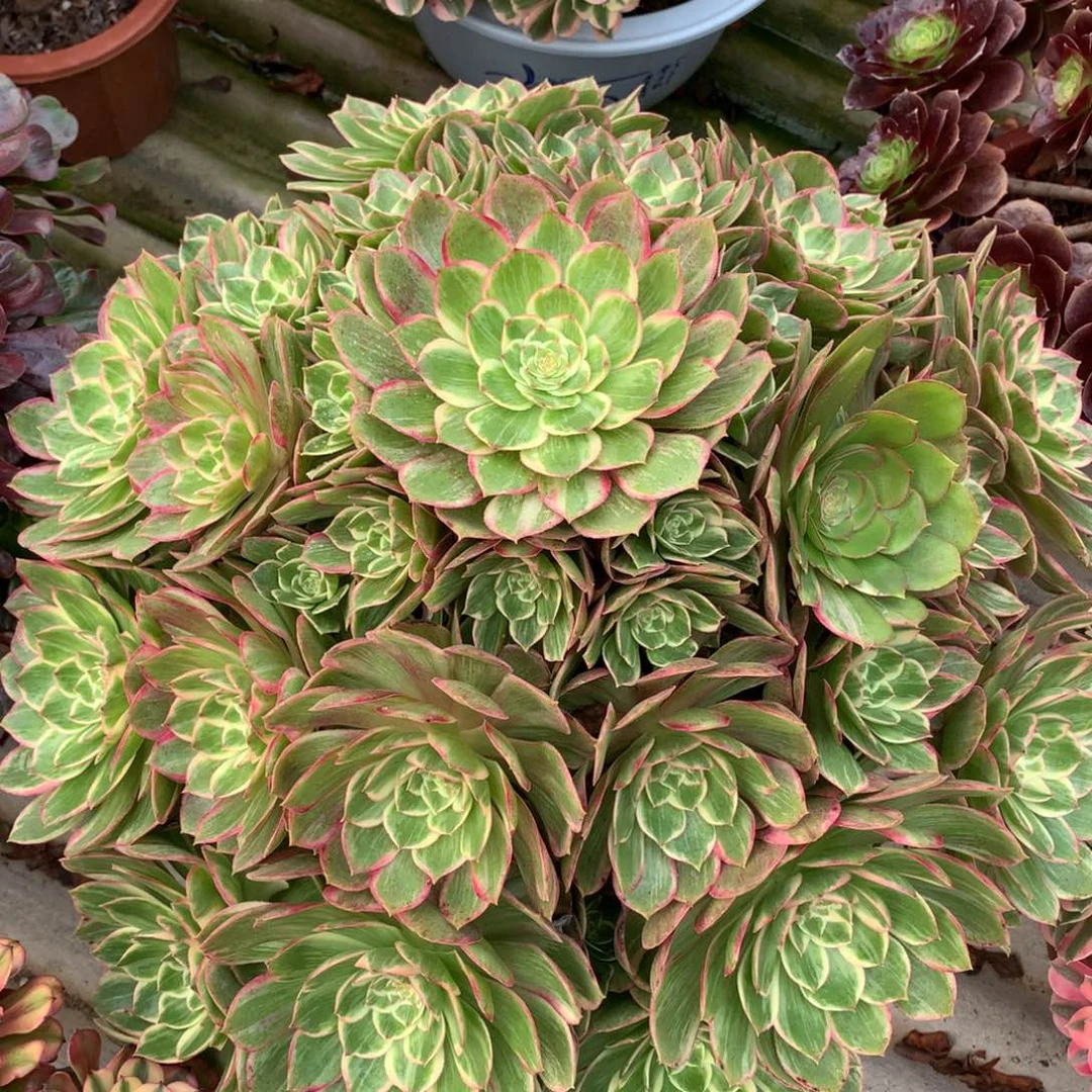 莲花座大颗，多肉植物