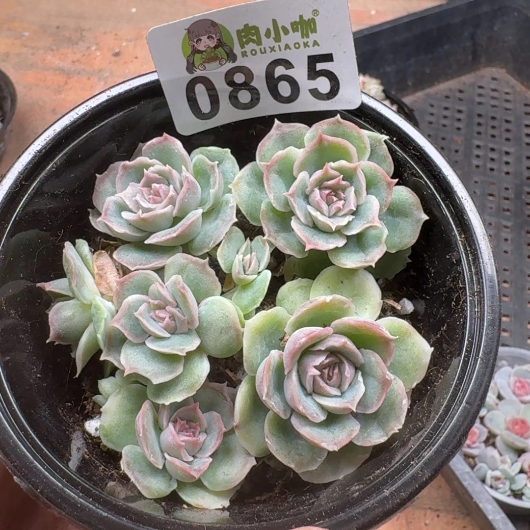 多肉植物多肉植物