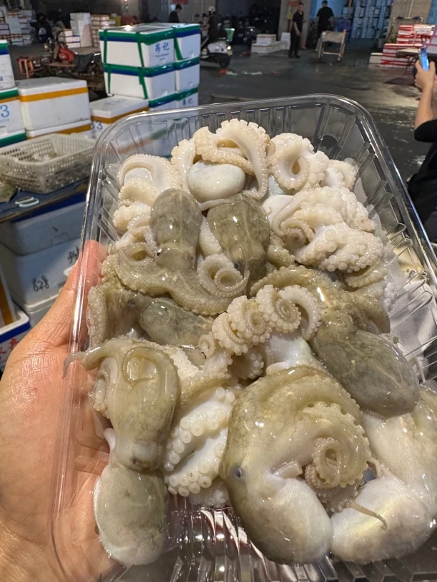 广东湛江 八爪鱼 章鱼