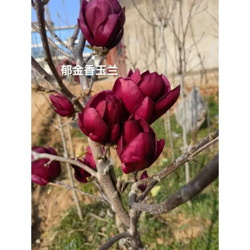 中国红 国旗红 郁金香玉兰花 三季花期