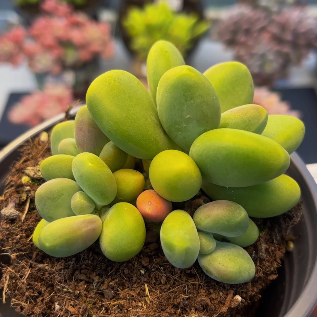 074-kk芒果奶多肉6cm