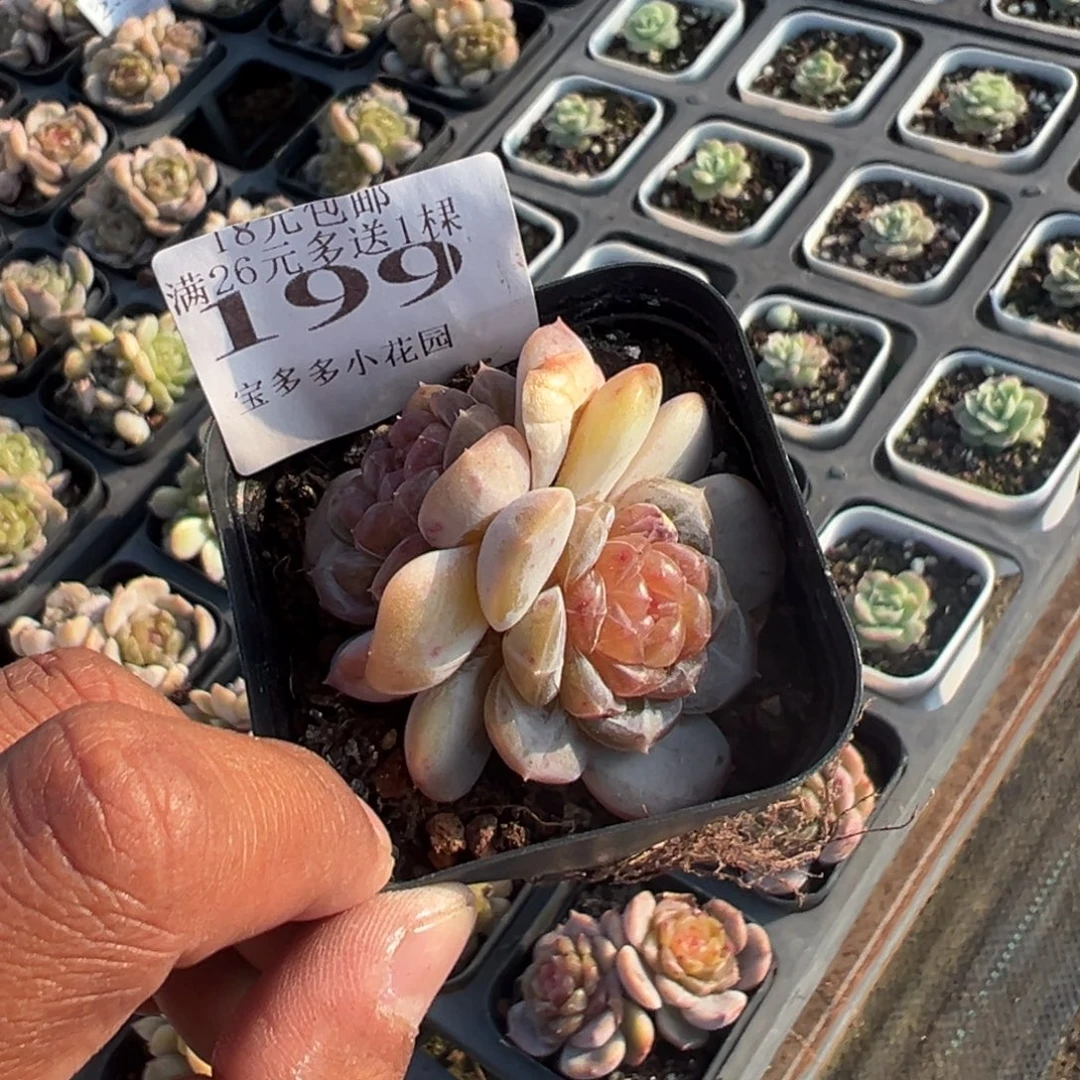 199号双头彩色恋人一物一拍满18包邮