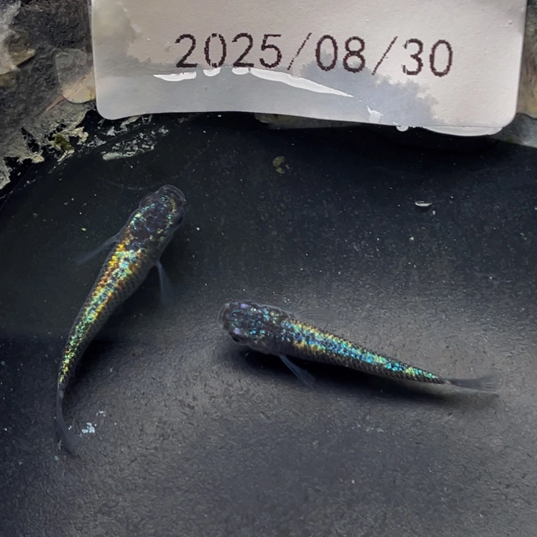 青鳉203海王星无背鳍一对