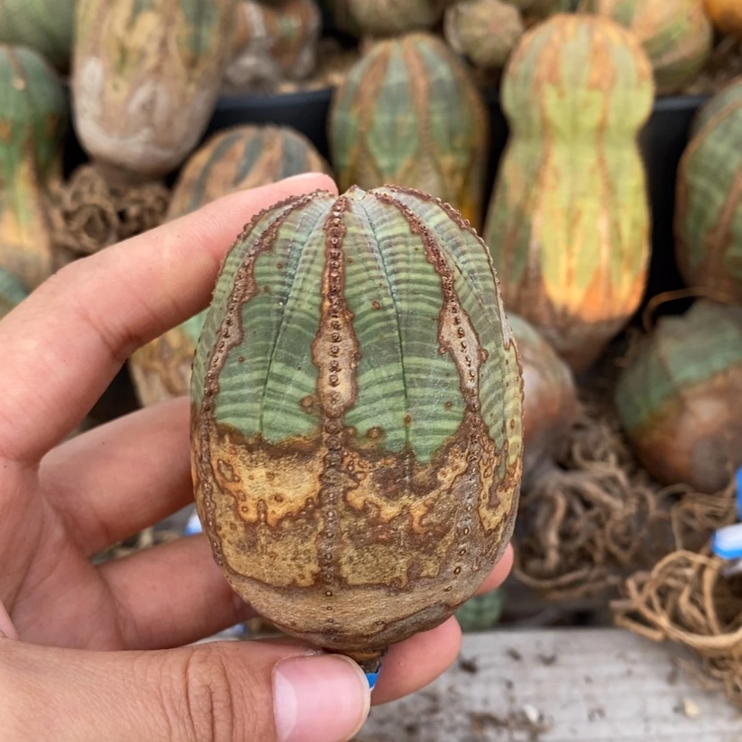 36欧系实生布纹球