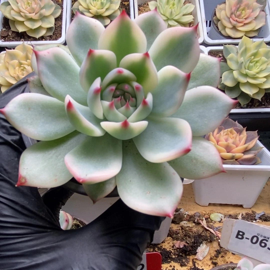 670锦锦锦锦锦锦锦