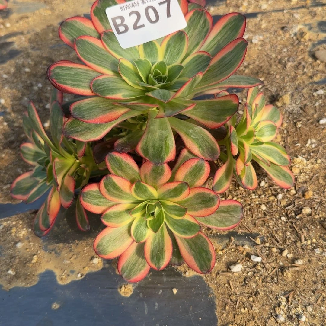 207魅金锦。多肉植物