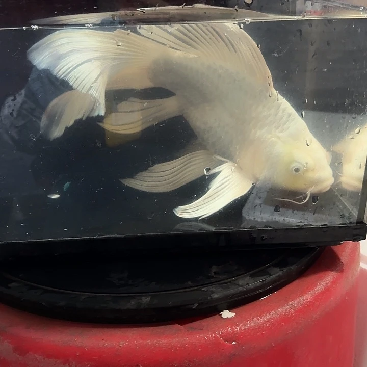 蝴蝶鲤鱼蝴蝶鲤包邮88