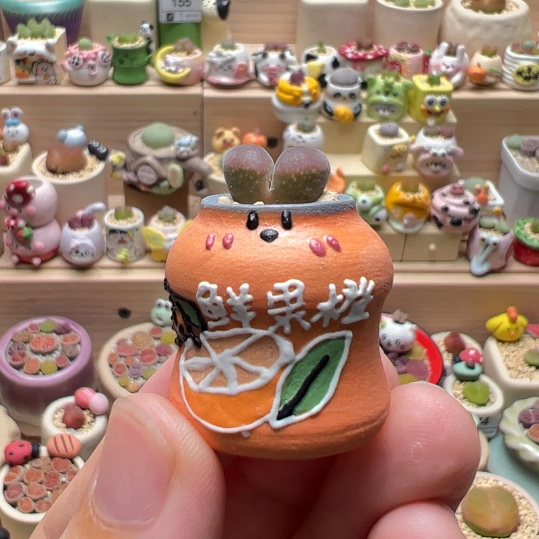 多肉植物197号拇指盆