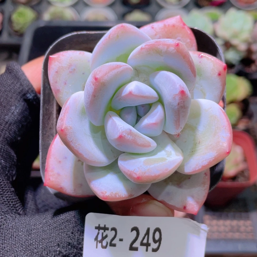 花利美2-249嫦娥单头