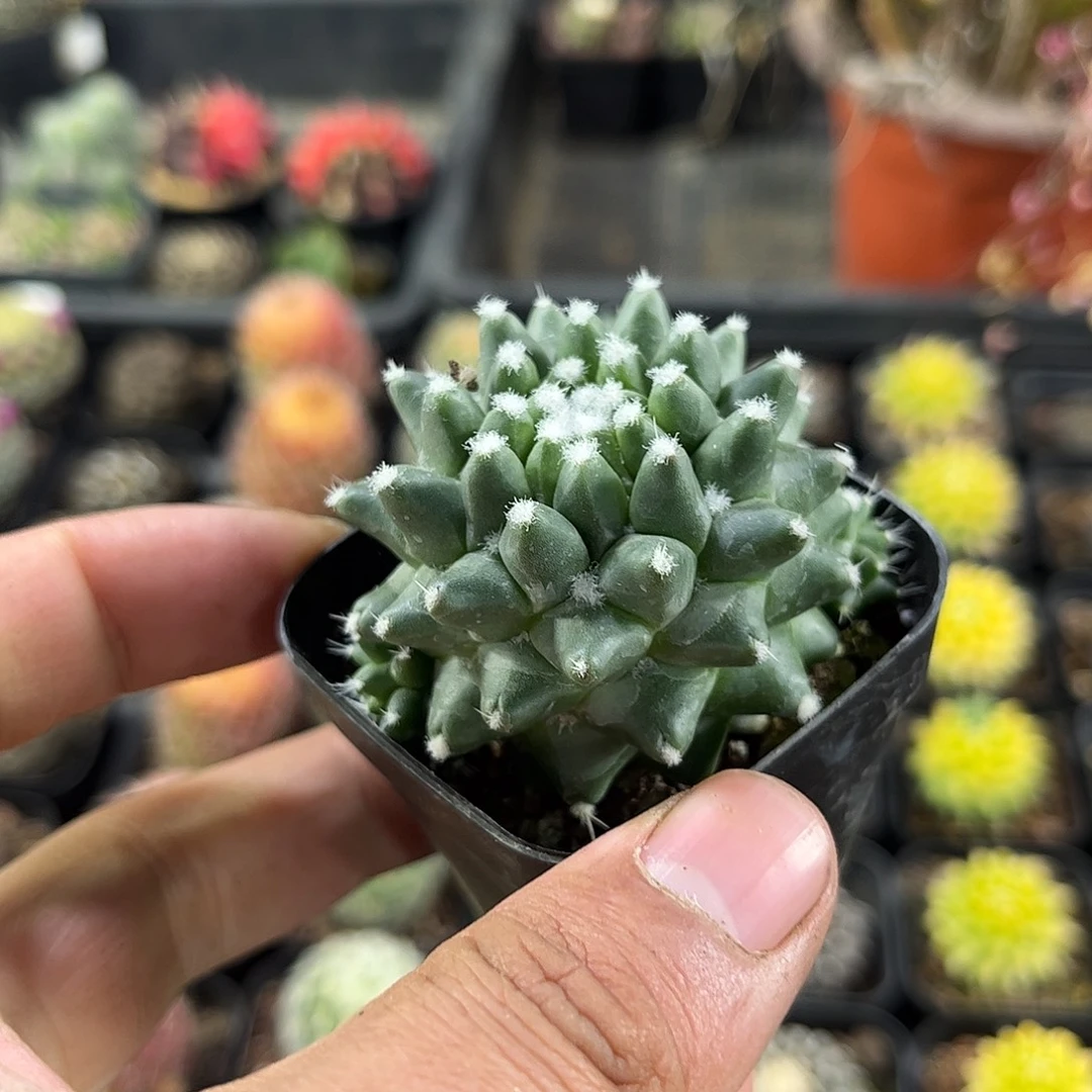 雪糕单头发货单头发