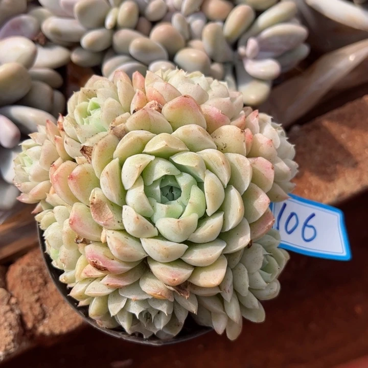 106白月影平平安安健健康康