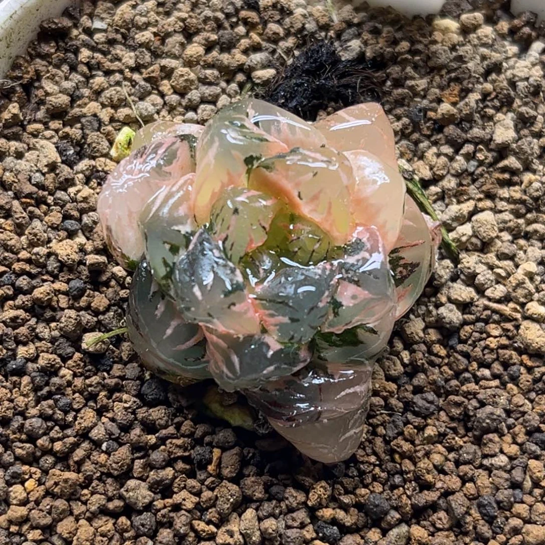 81ob冰灯玉露锦福利专场