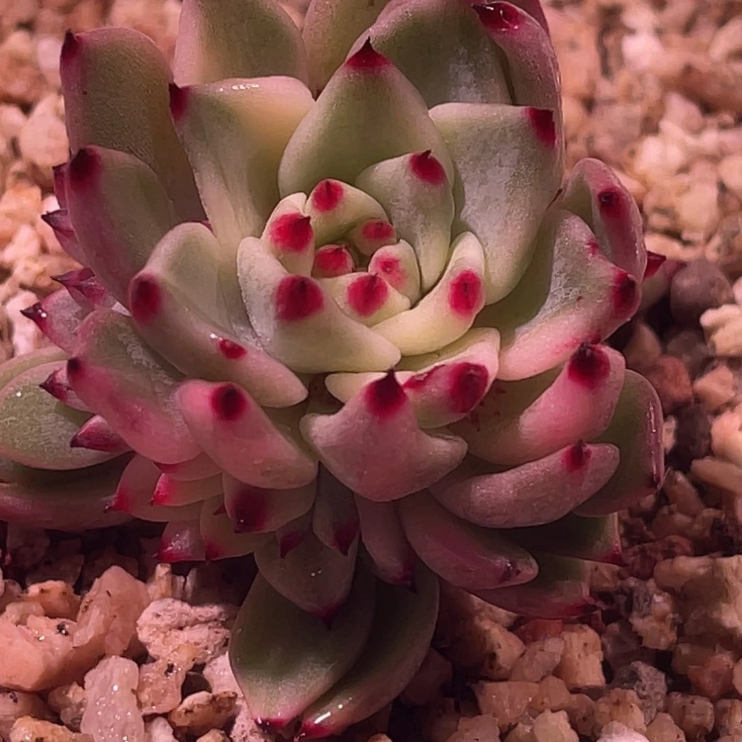 尚品园艺福利原始绿爪手捧头盖