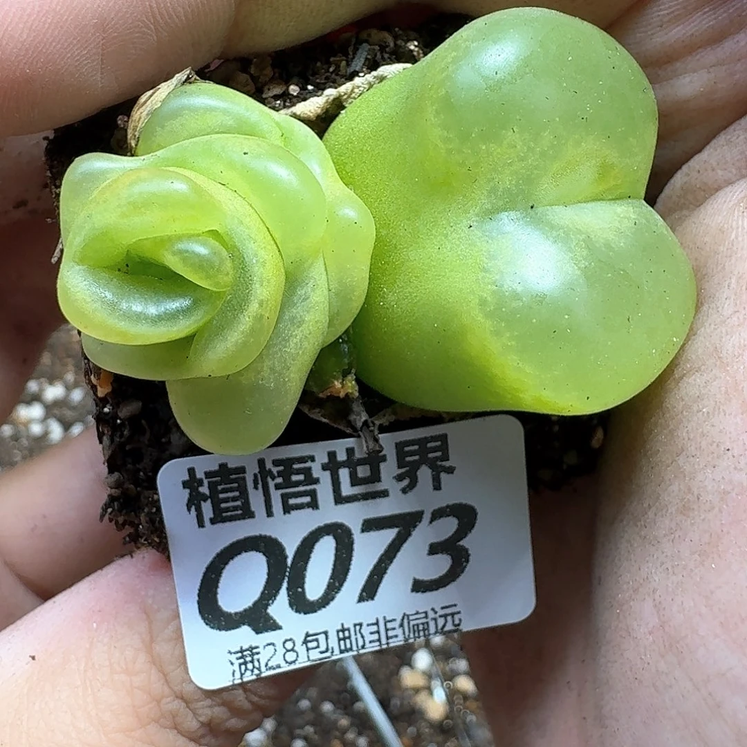 drzwdrz多肉植物的润泽吃