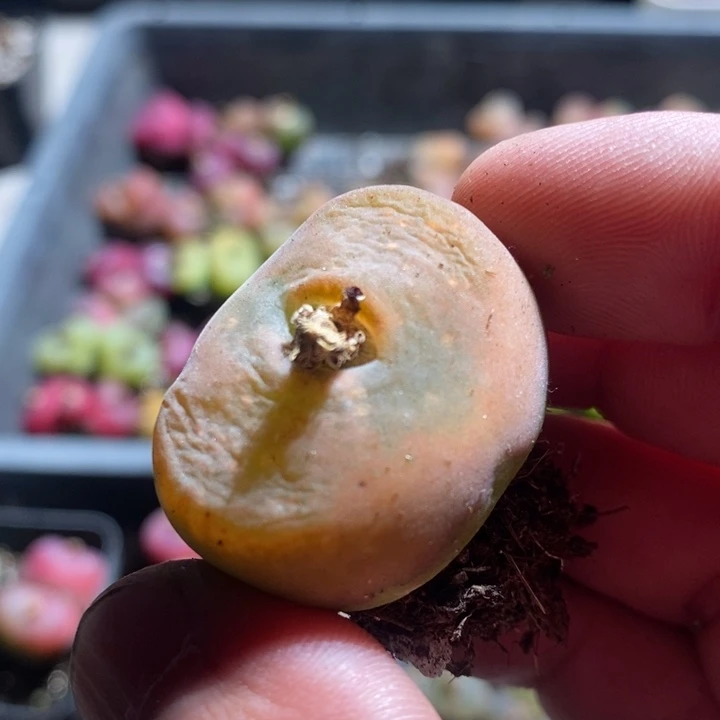 24-149有伤一个一个