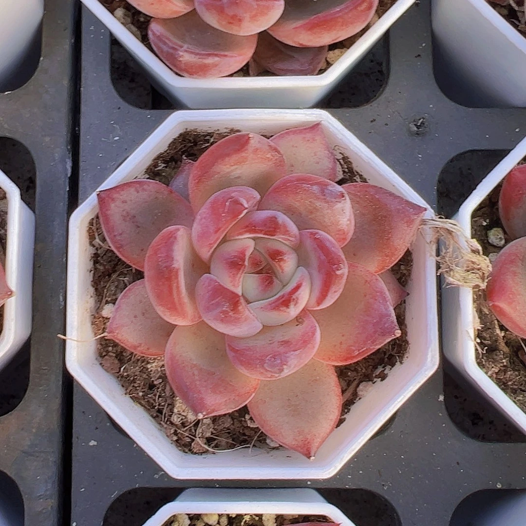 单头精品夜魔侠19包邮