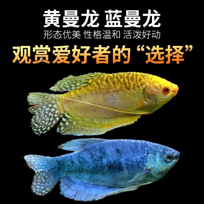 蓝曼龙黄曼龙丽丽鱼银曼龙丝足鲈鱼好养耐活免打氧气观赏鱼金鱼