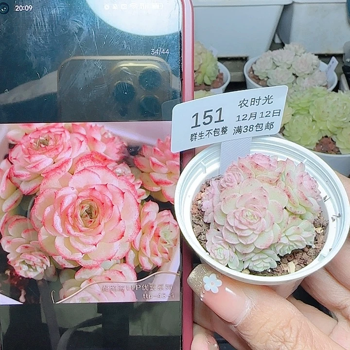 1212-151ttp-43-1麦杆