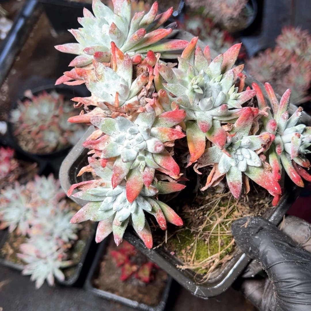 6144哈哈哈哈哈哈哈