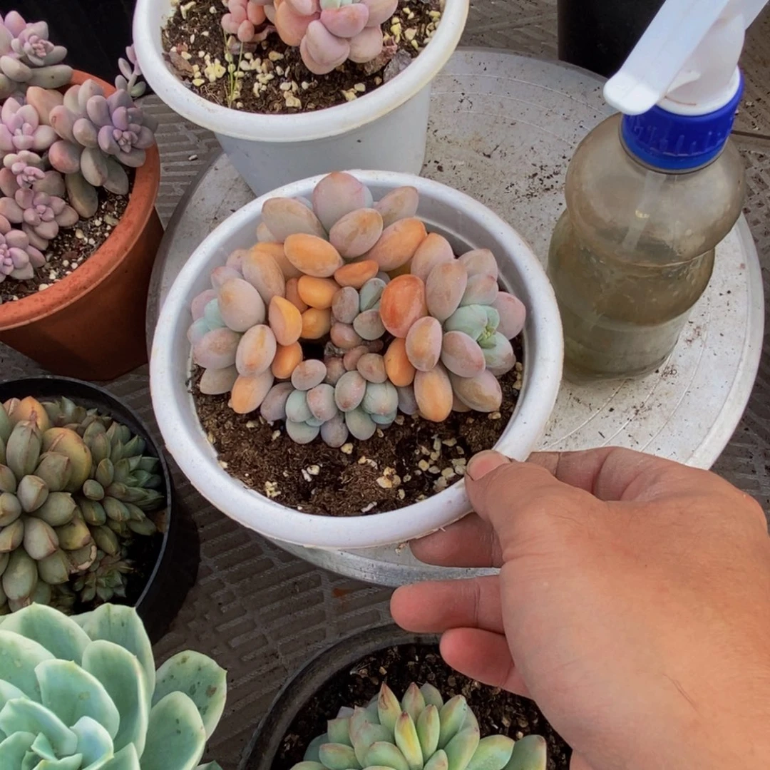 江****s48包邮一物一拍多肉