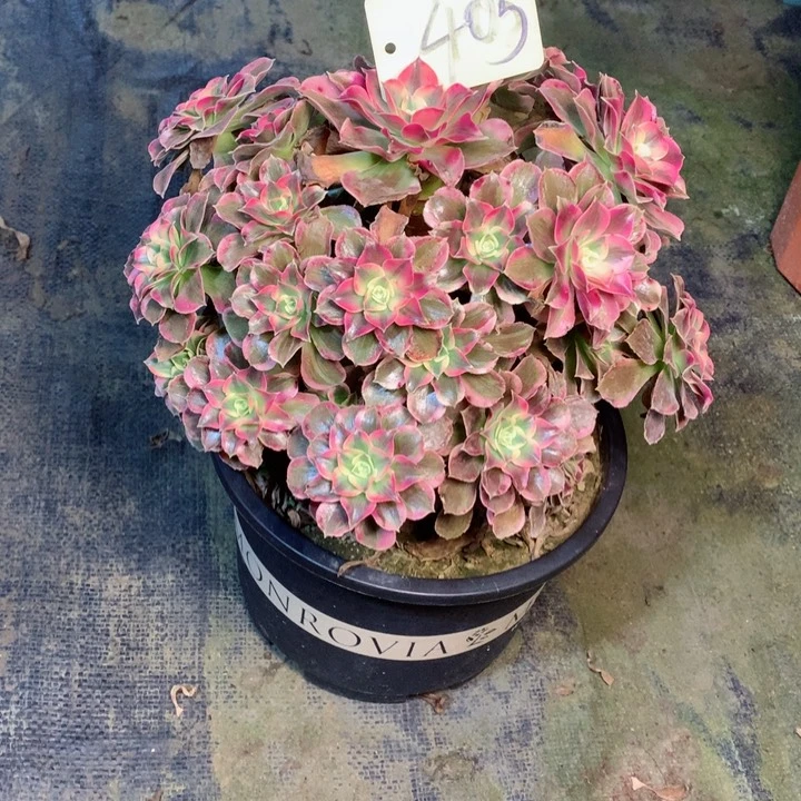 405男神多肉一物一拍