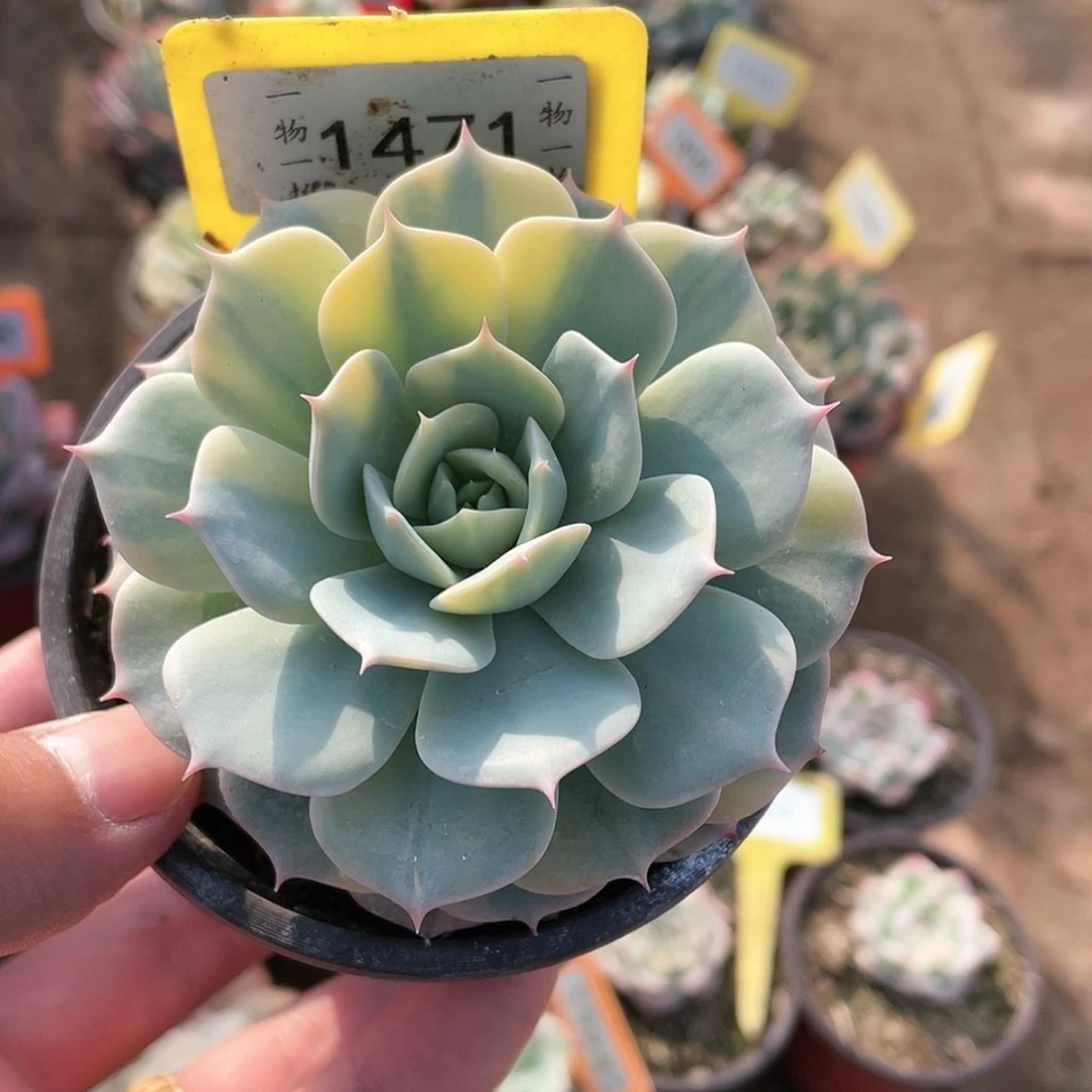 【闪购商品】冷*1471号