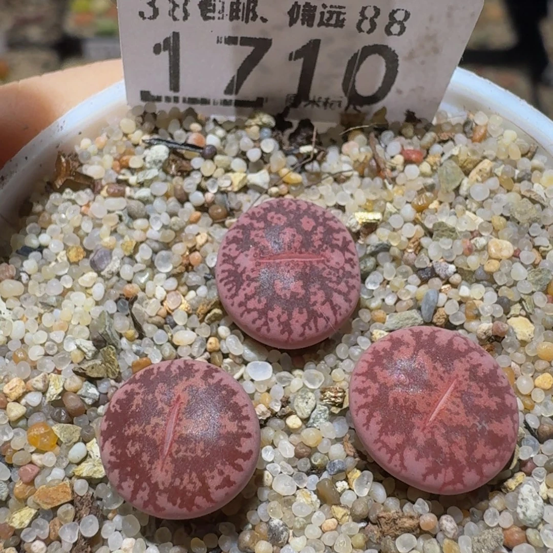 Ssss精品生石花1710特殊