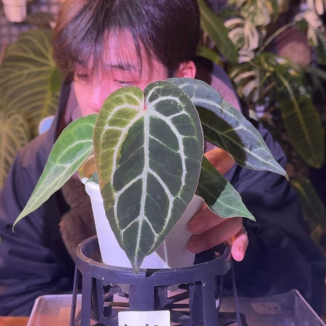 大部分花苞少量开放H408斑块锦