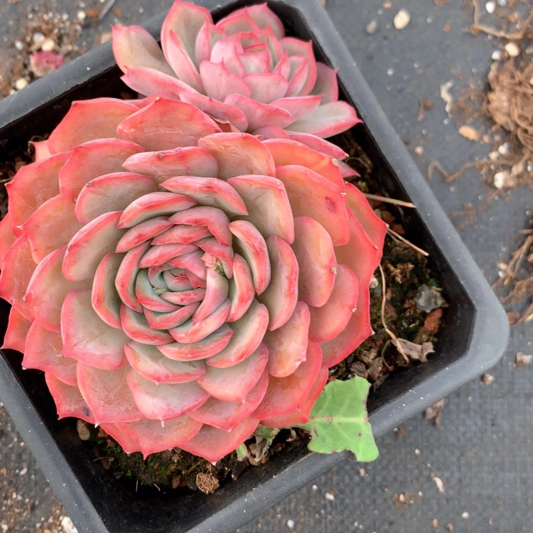 5106杂交多肉植物