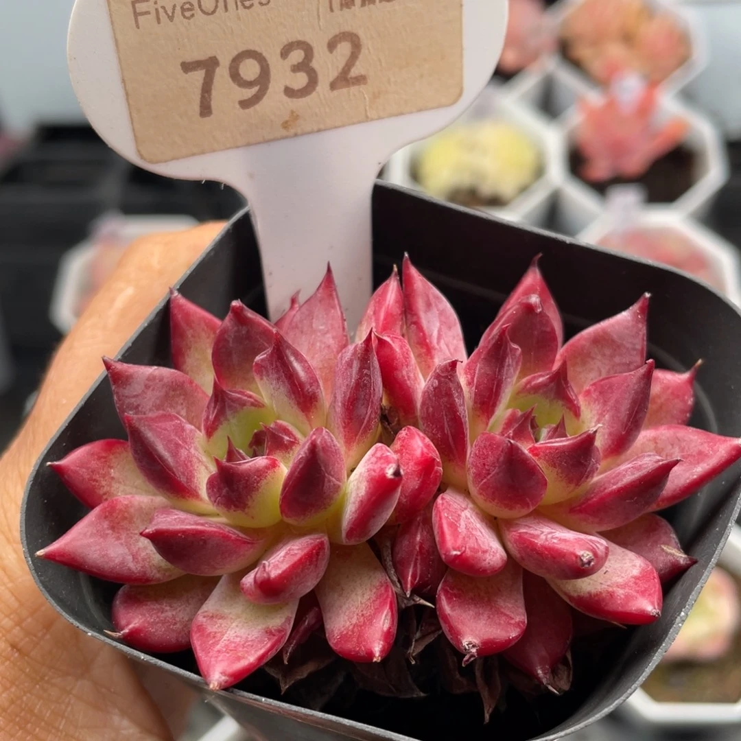 沙罗姬7932-7.0厘米