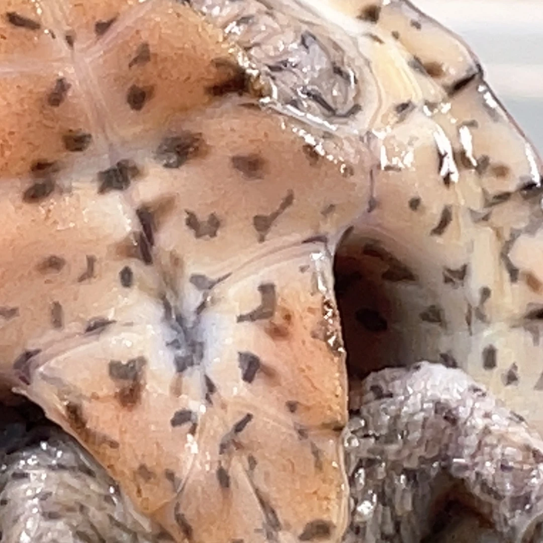 宠物龟不分公母A13全品满纹黑刀