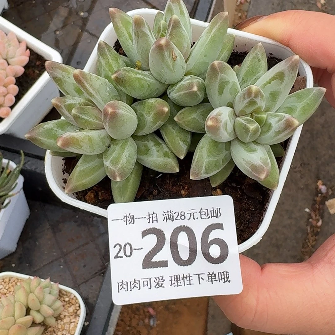 乌拉克拉无盆土发货