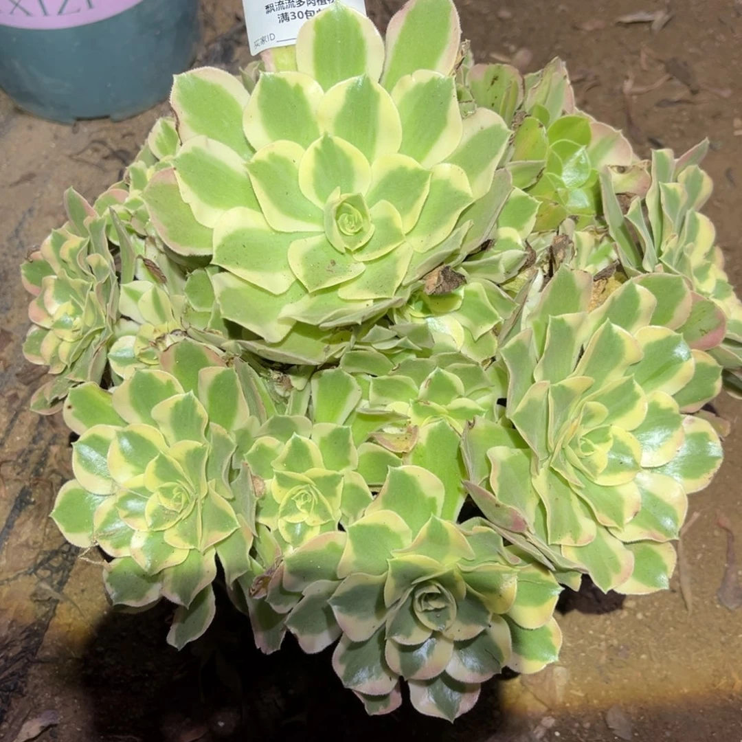 夜罗刹多肉法师625号