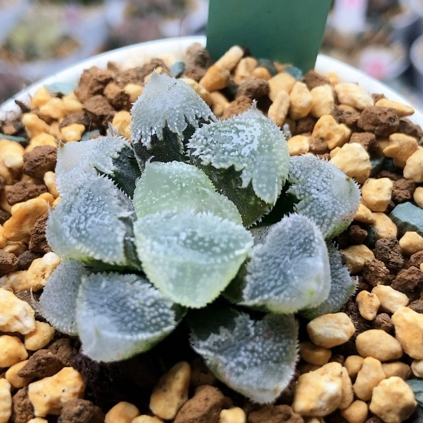 【闪购商品】咕****掉全窗白帝城巨大32