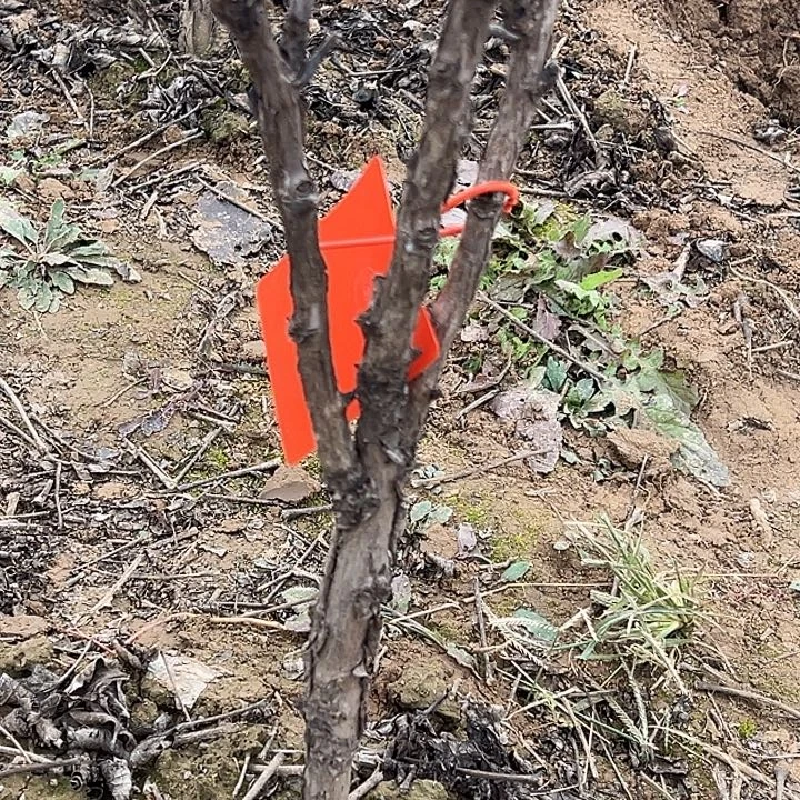 星***…完全开放岛锦大颗