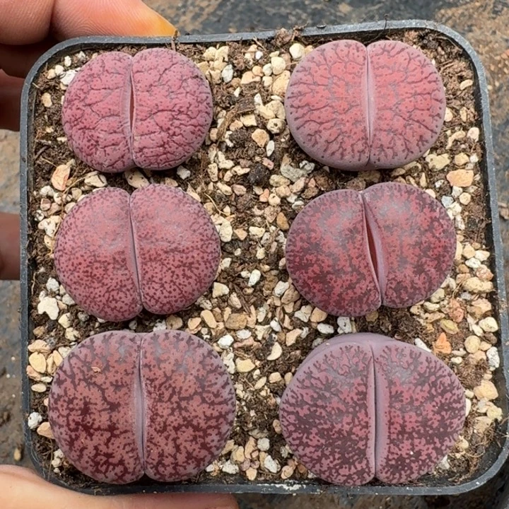 S160酒红绫耀玉混合母本
