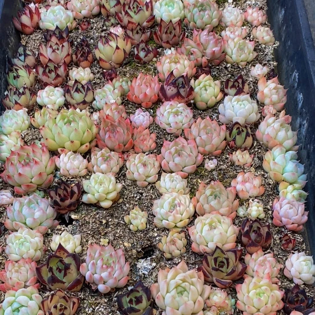 405多肉植物纤维面膜贴