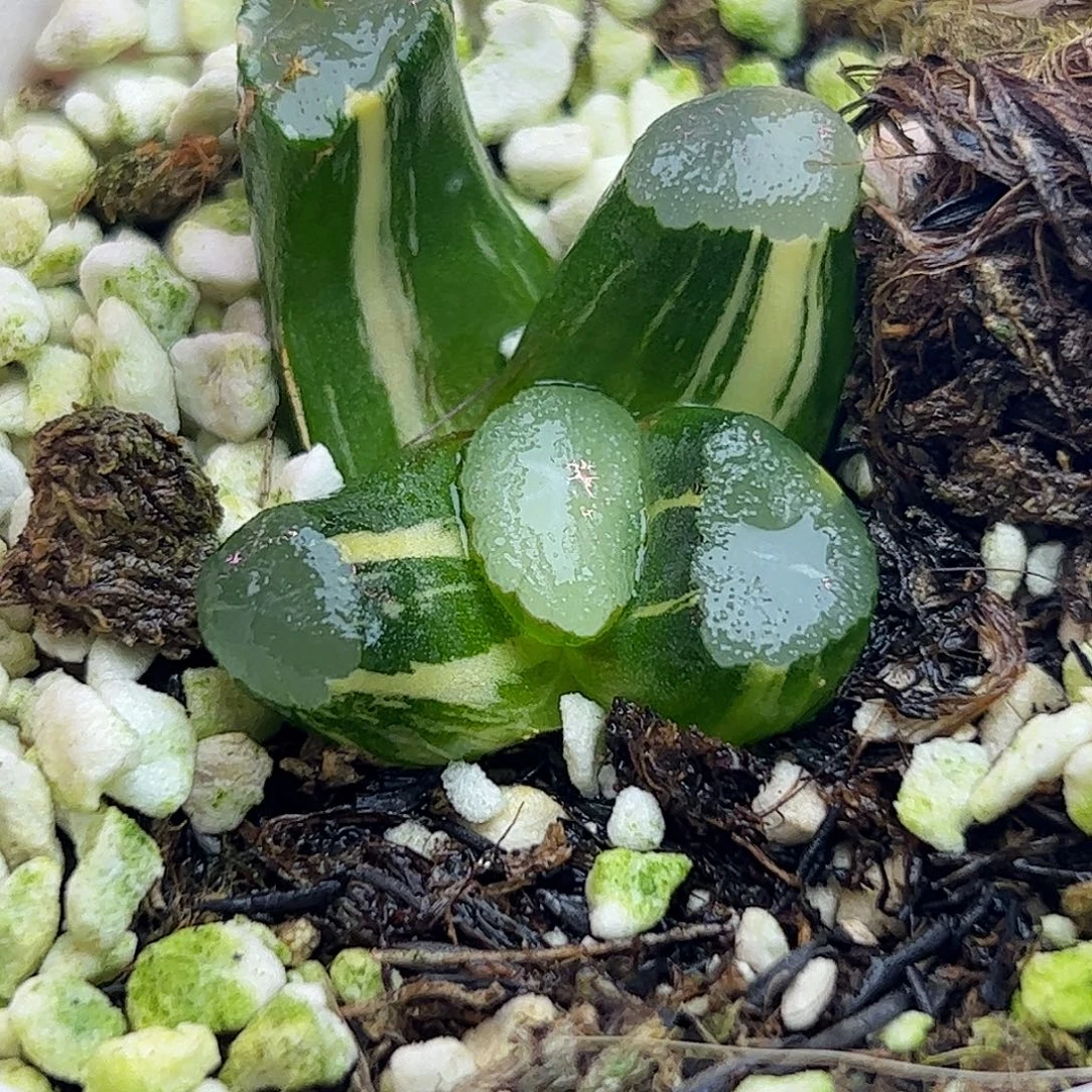 ms9锦十二卷多肉植物