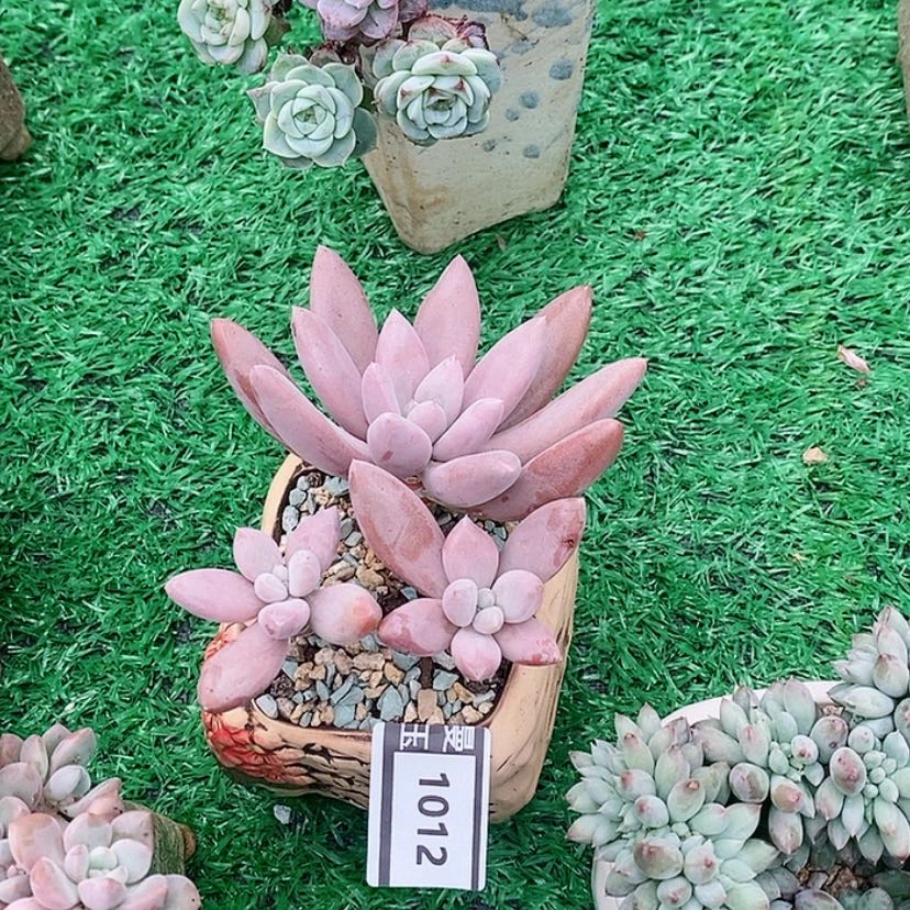 【闪购商品】原始虞美人1012