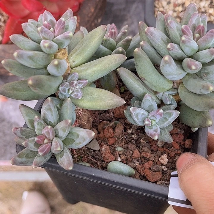 凤羽24162多肉植物