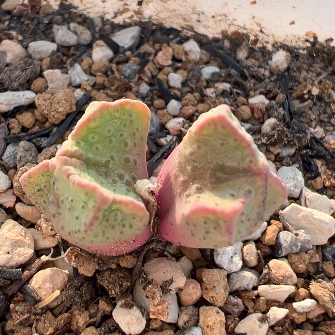 100多肉植物百科紫式部