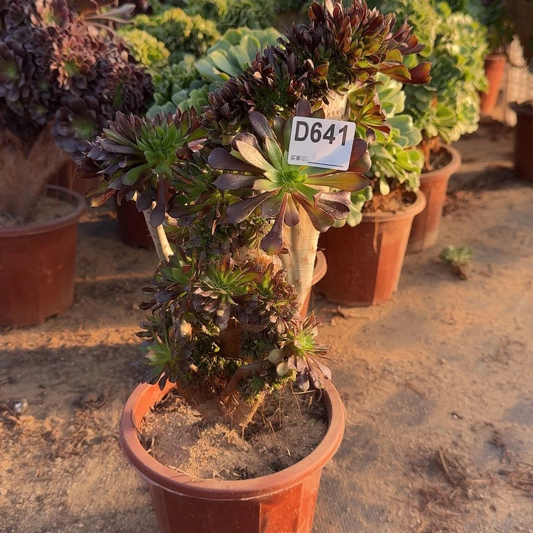 641黑法师一颗呀呀