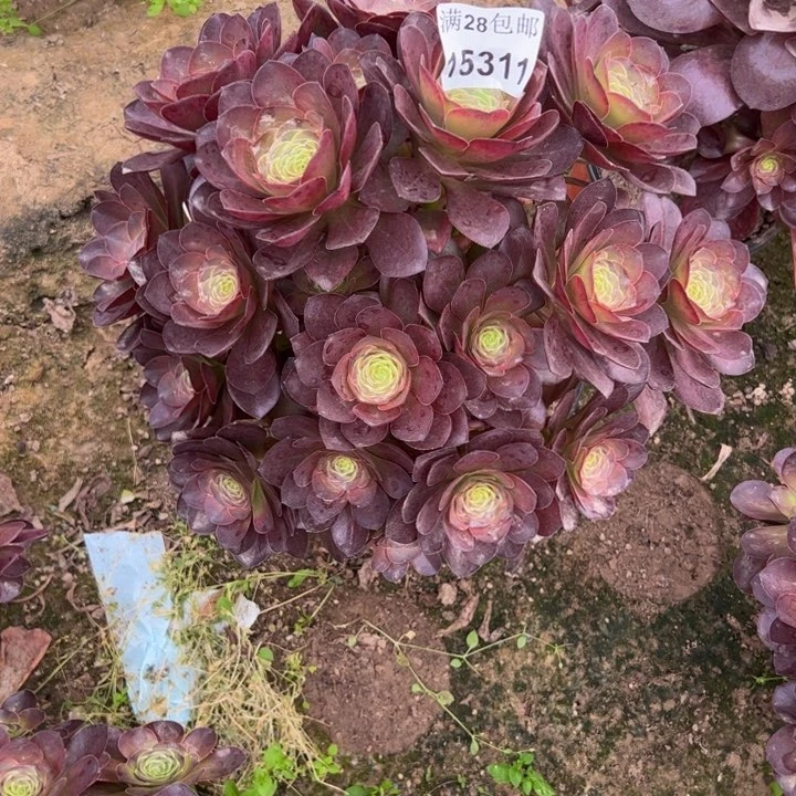 15311玫瑰多肉植物