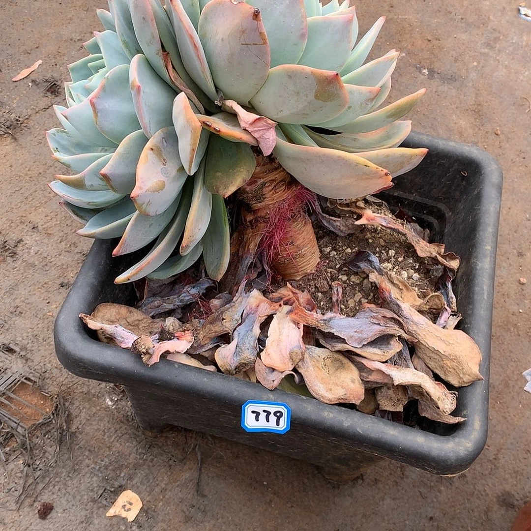 779凤橙 一物一拍多肉