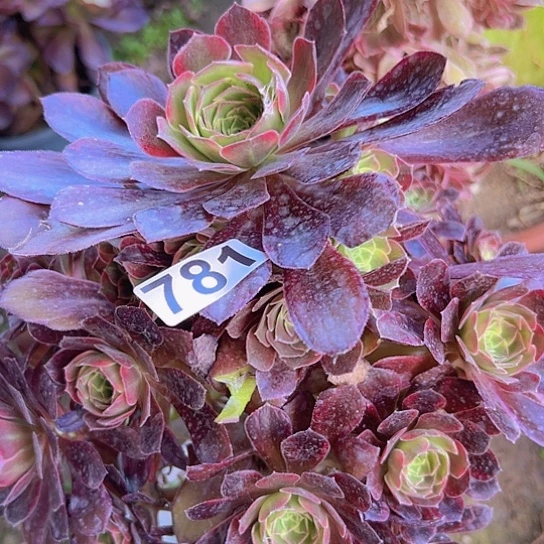 付***?多肉植物一个有修过